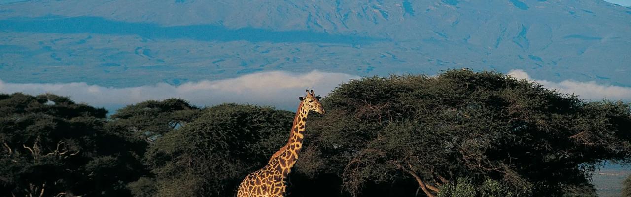 Kilimandjaro By Cap’Orn